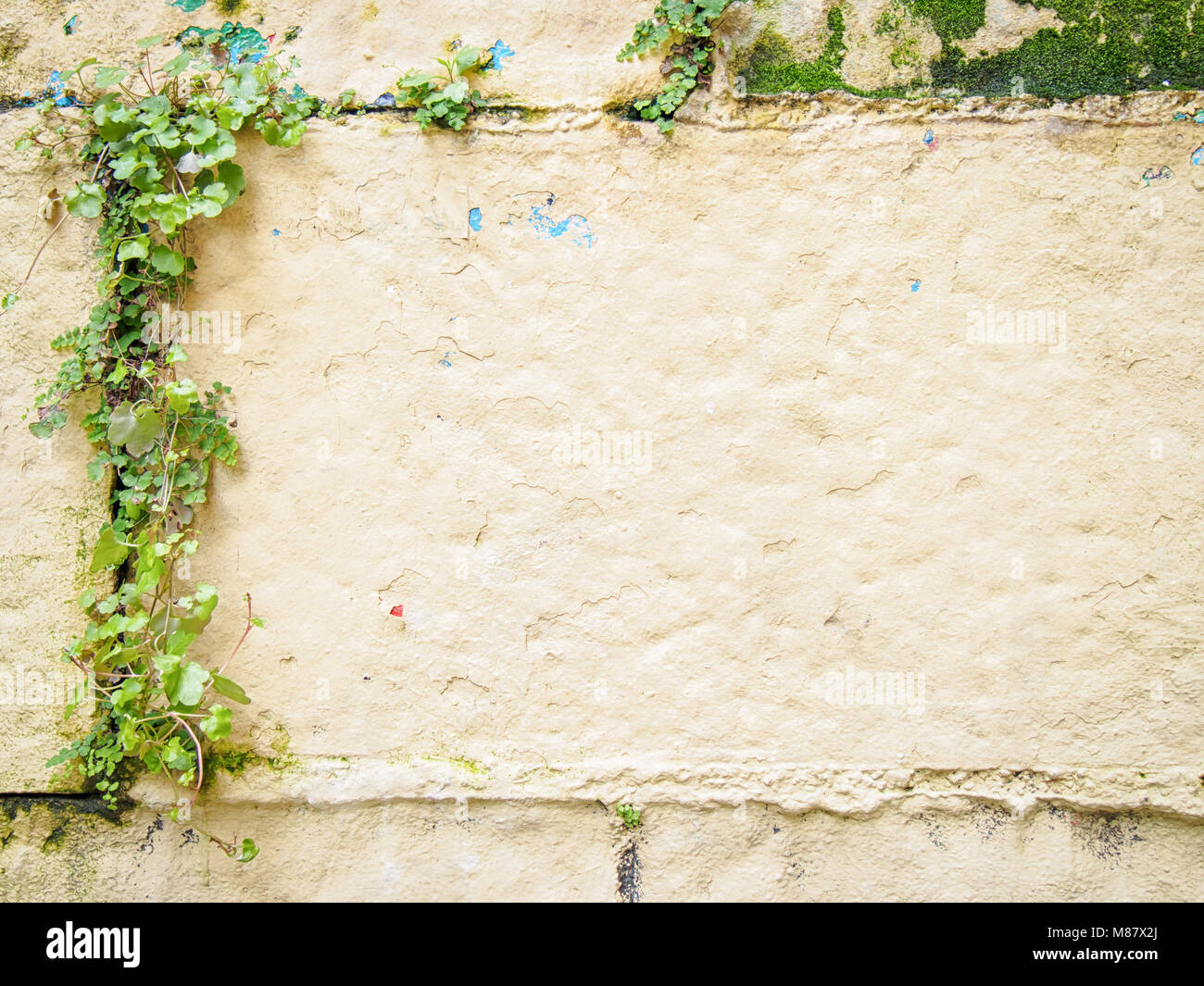 Real pink plastered wall with ivy background Stock Photo