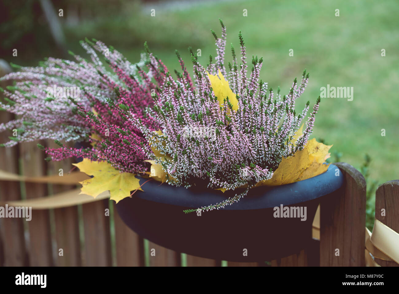Beautiful violet Heather grows in the plastic pot, autumn day Stock Photo