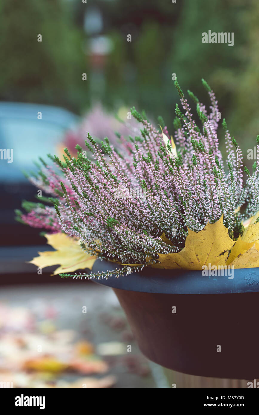 Beautiful violet Heather grows in the plastic pot, autumn day Stock Photo