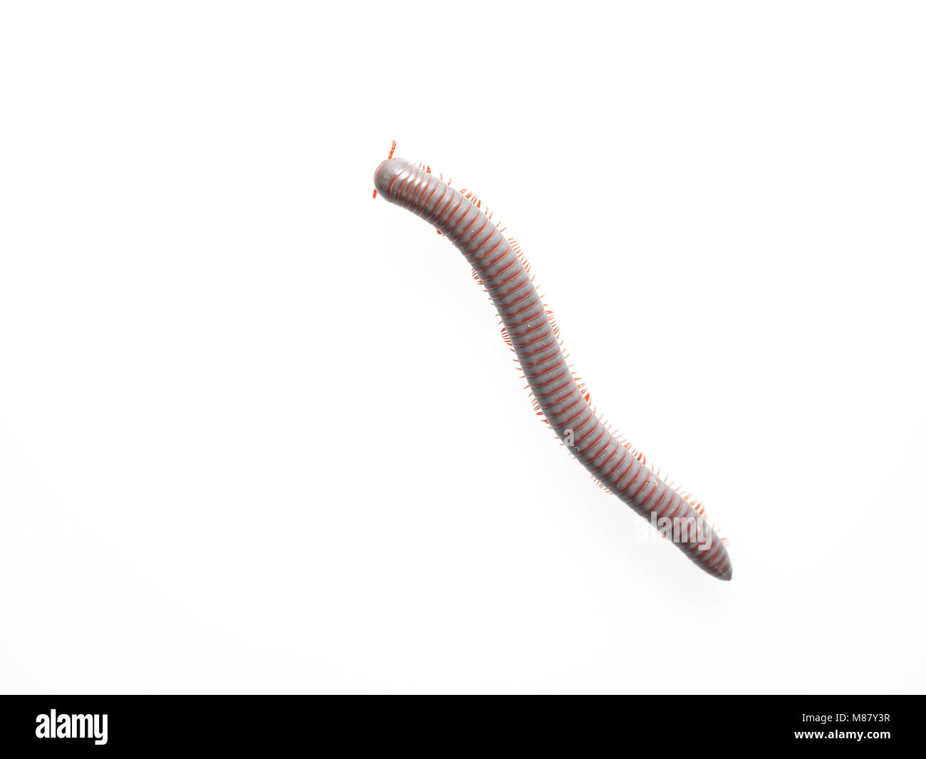 Millipedes, insect with long body and many legs look like ...