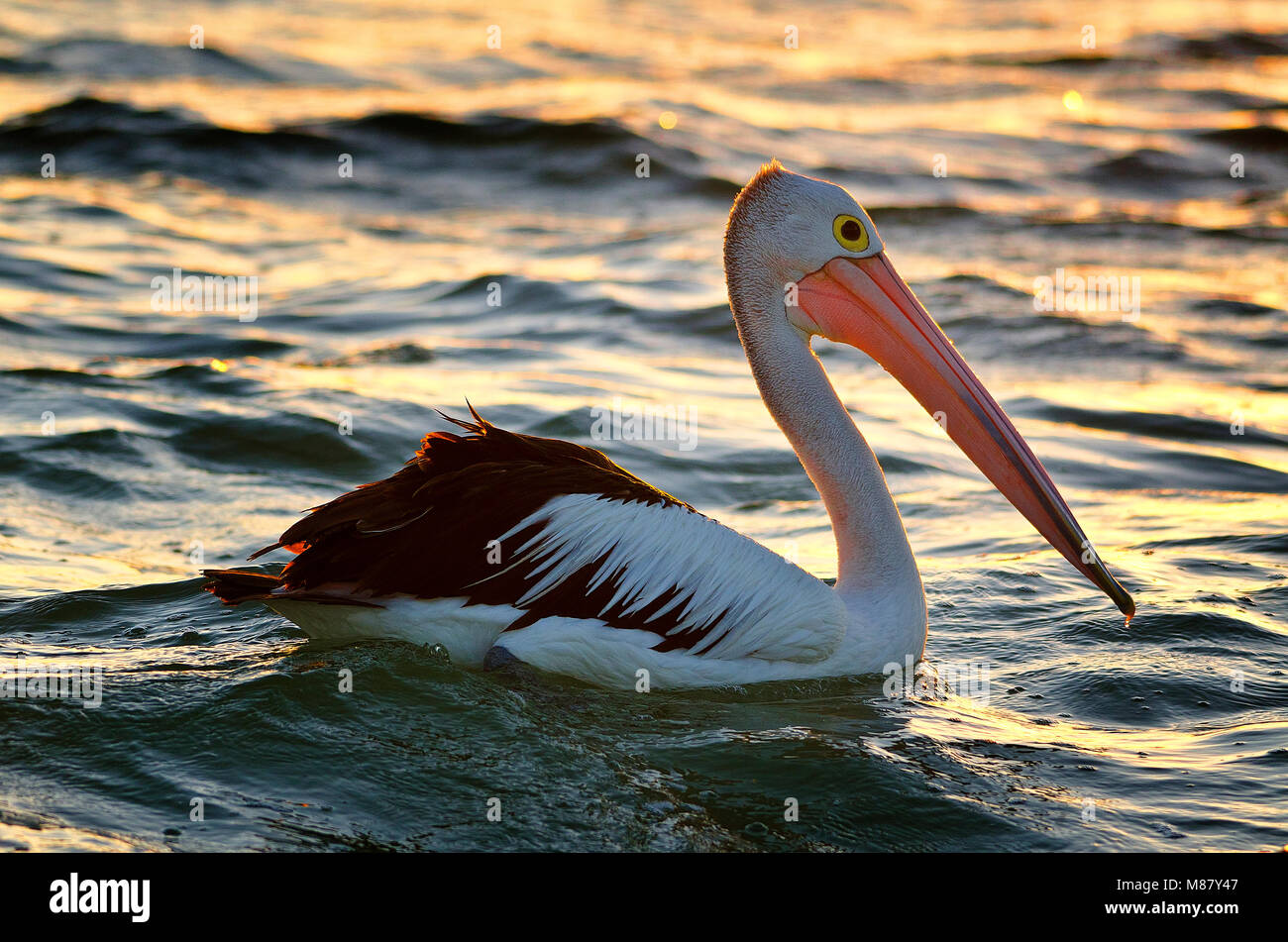 Australian Pelican (Pelecanus conspicillatus) at sunset Stock Photo