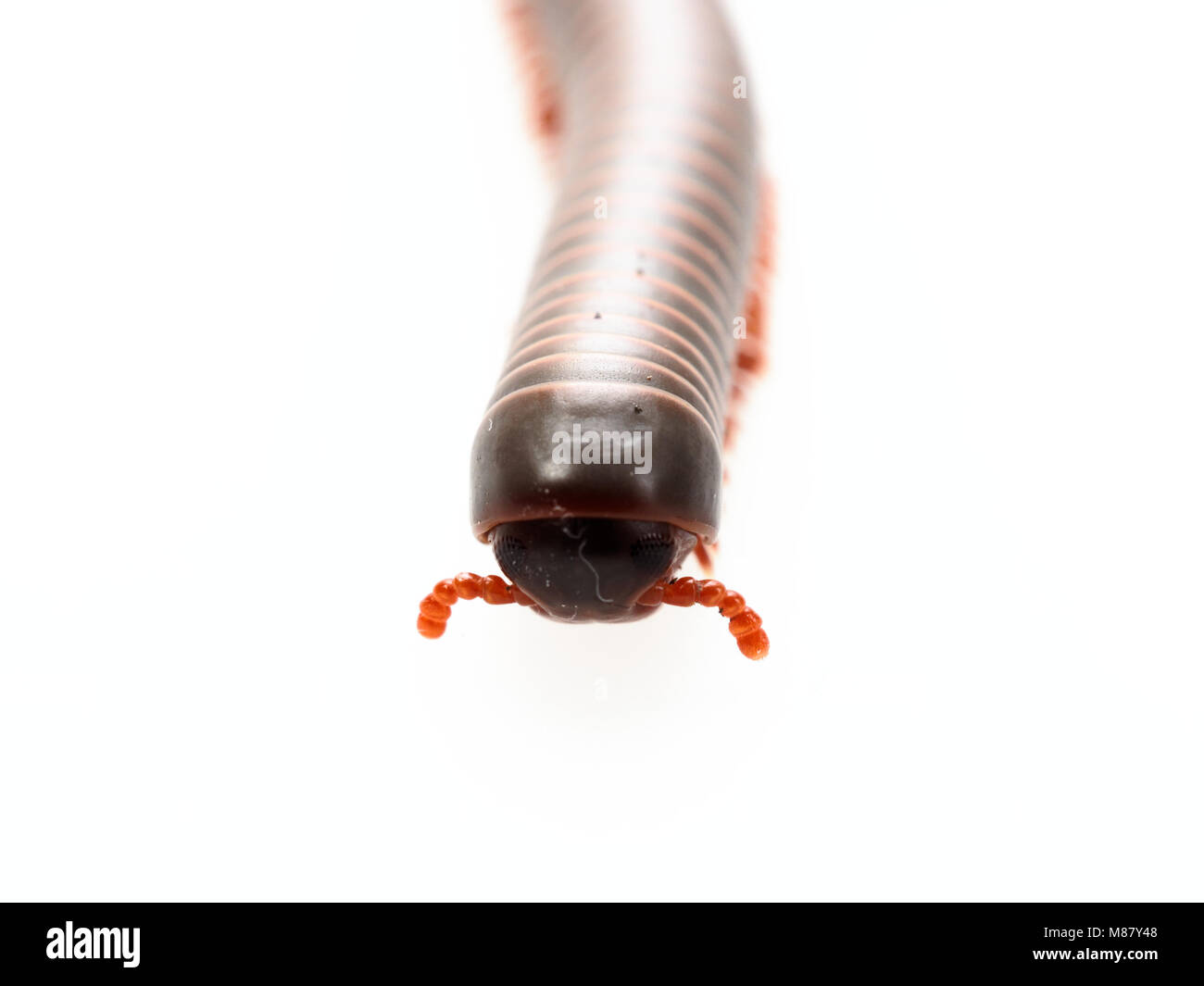 Millipedes, insect with long body and many legs look like centipedes, worm, or train, that move very slowly and coil in spiral shape isolated on white background Stock Photo