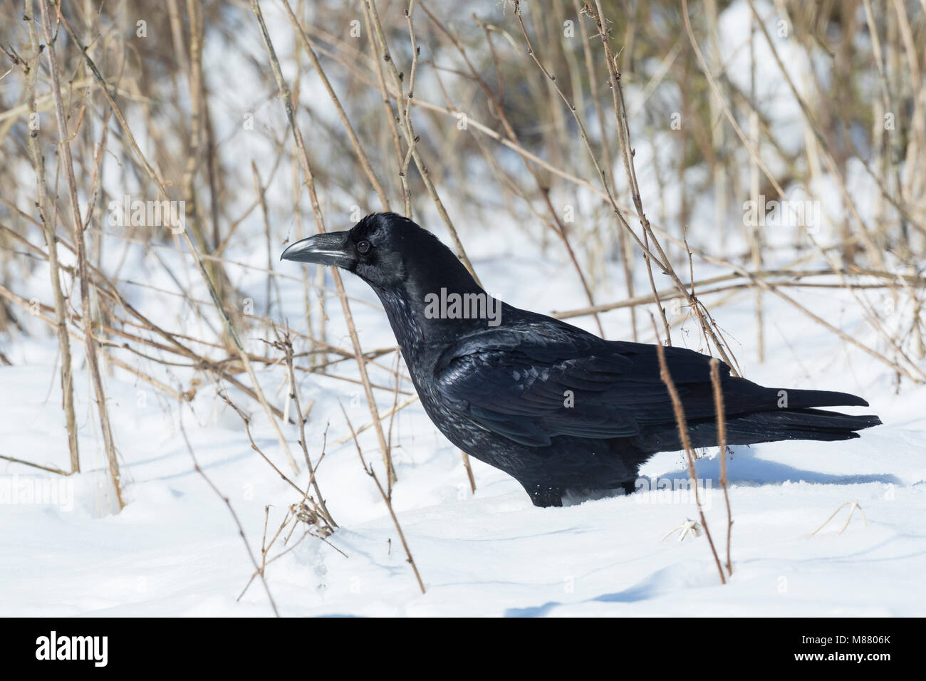 In snow raven