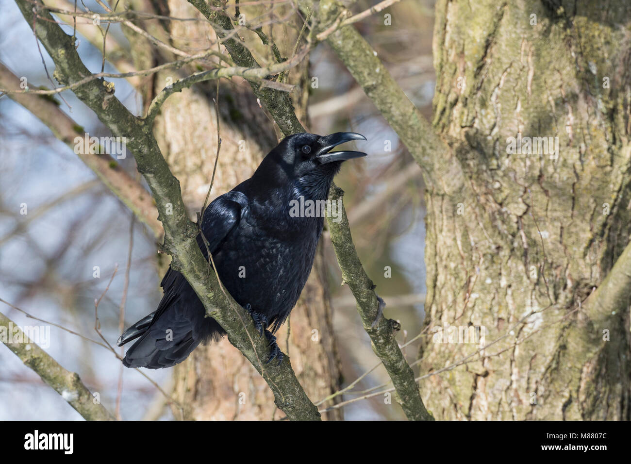 Kolk Rabe Kolkrabe, rufend, ruft, Kolk-Rabe, Kolk, Rabe, Corvus corax, common ...