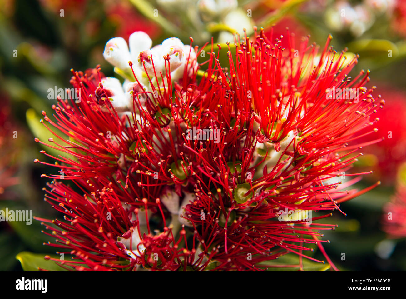 Detail of bloom of Crimson Pohutukawa (Metrosideros excelsa) tree, also known as New Zealand's Christmas Tree. Stock Photo