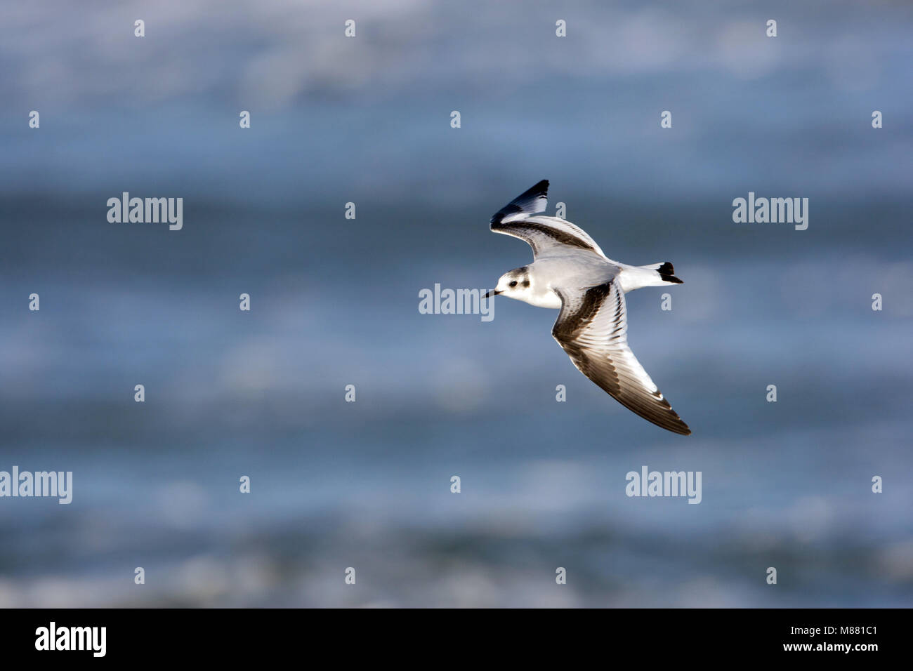 Eerste-winter vliegende Dwergmeeuw; First-winter flying Little Gull (Hydrocoloeus minutus) Stock Photo