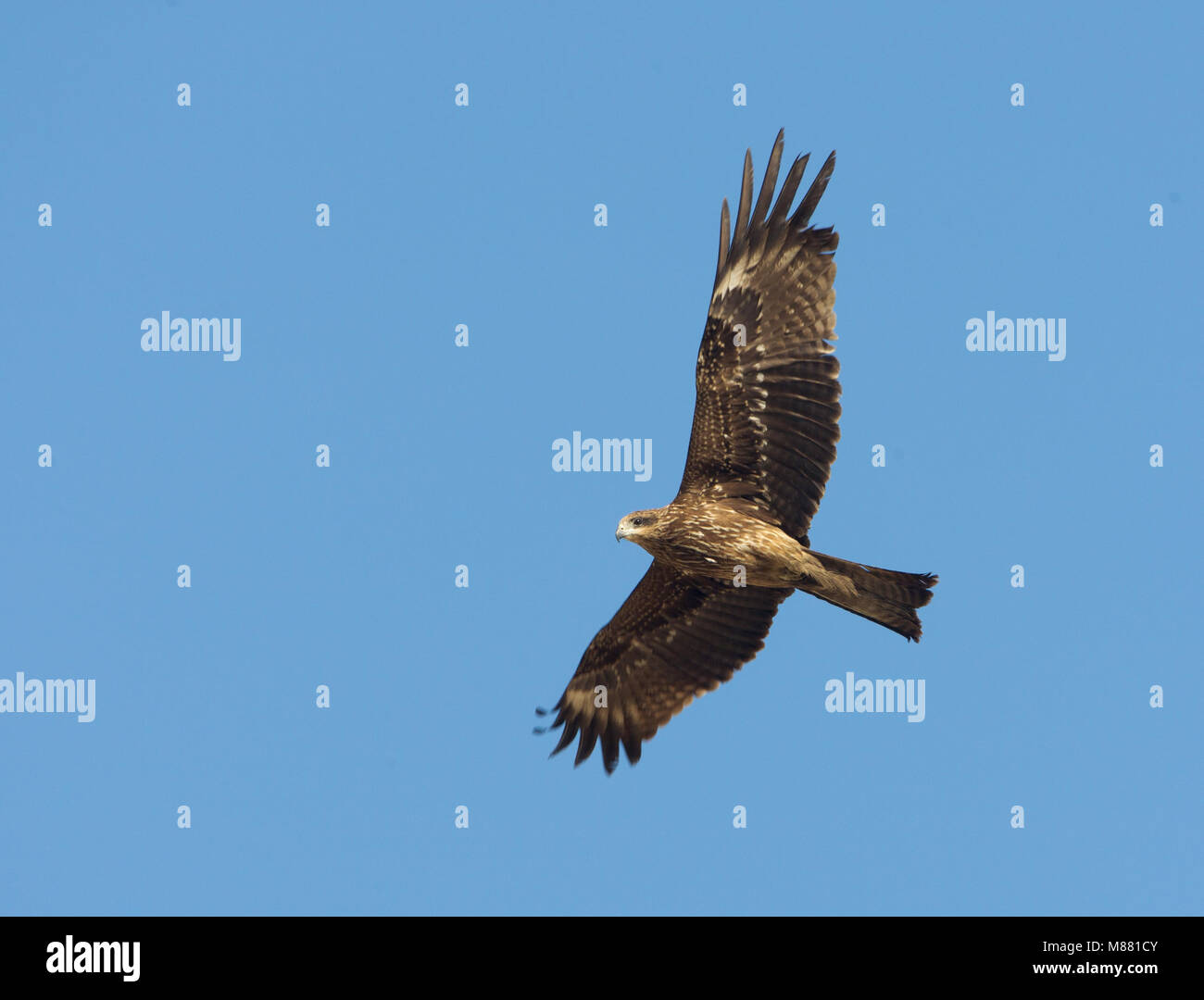 Image by Arie Ouwerkerk Stock Photo