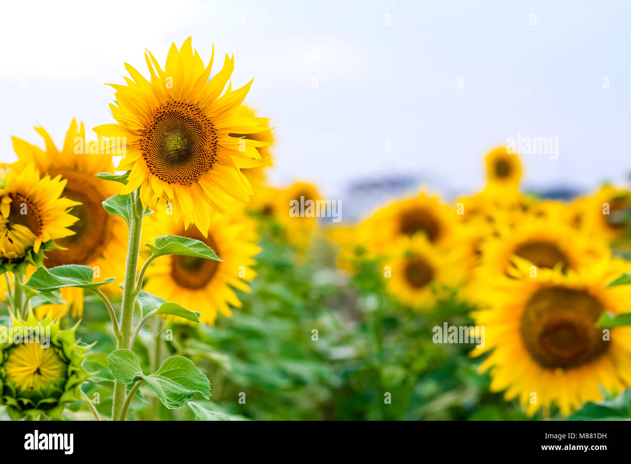 Yellow sunflowers in summer field close-up Stock Photo - Alamy