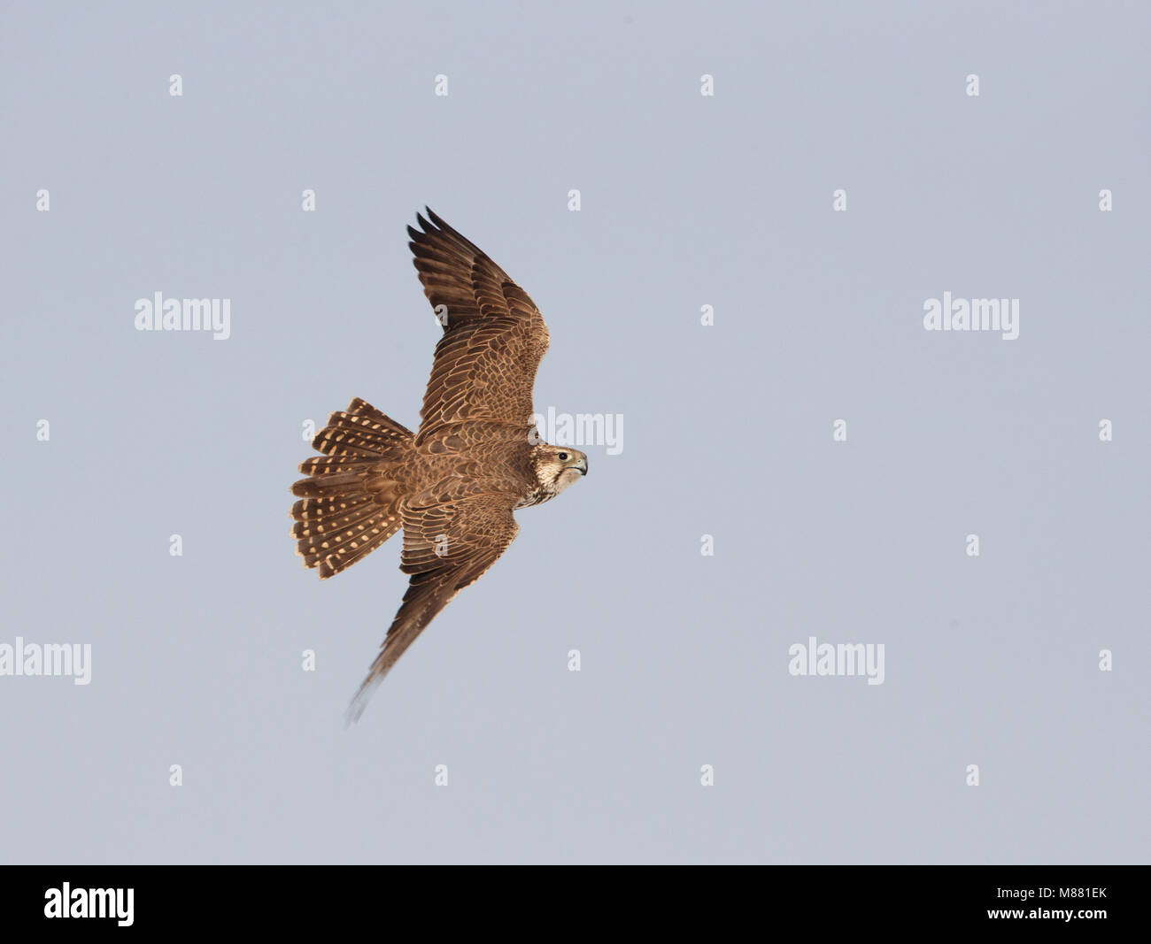 Saker Falcon in flight in Hungary. Stock Photo