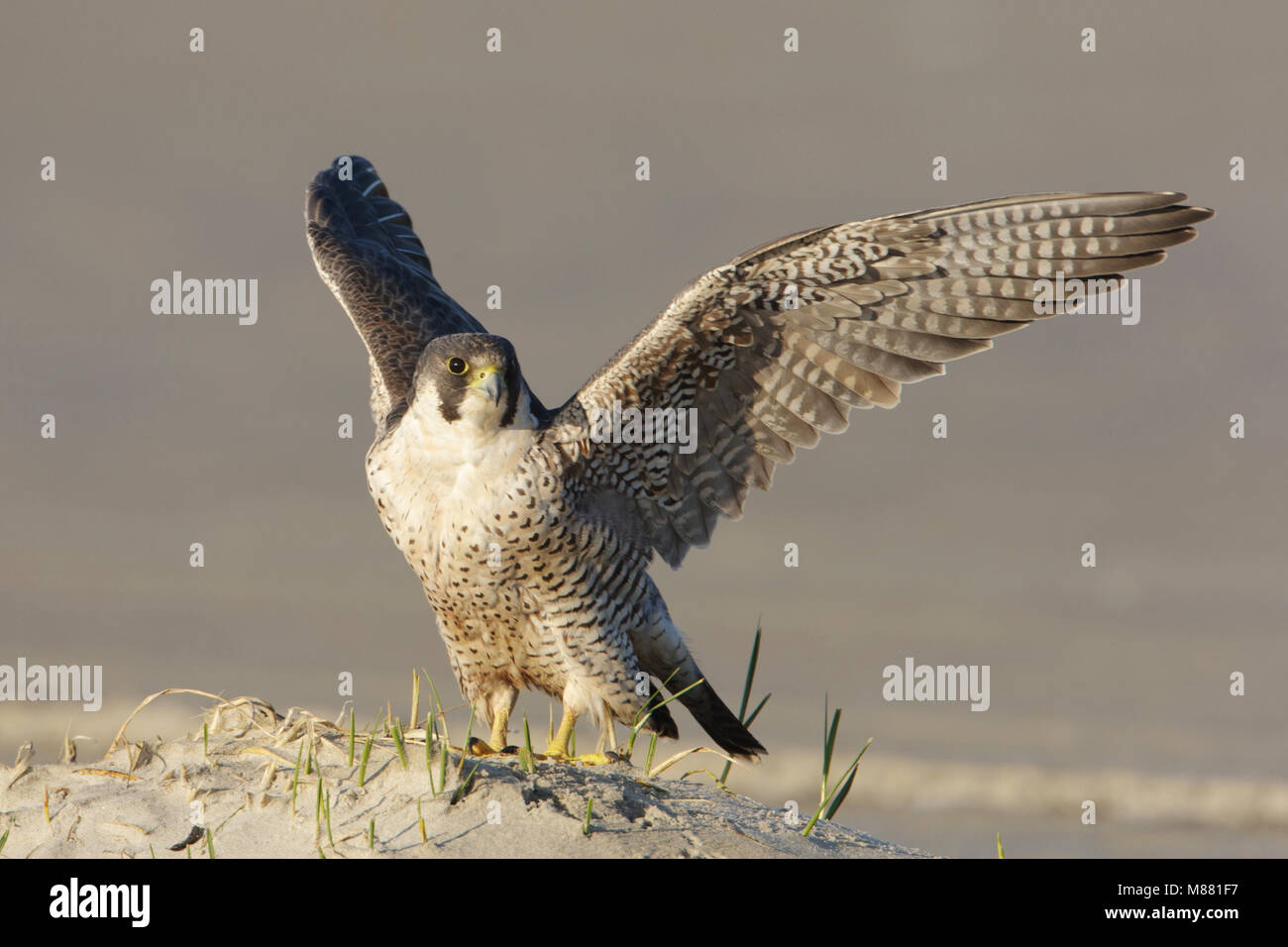 Slechtvalk man op het strand; Peregrine Falcon Male on the beach; Stock Photo