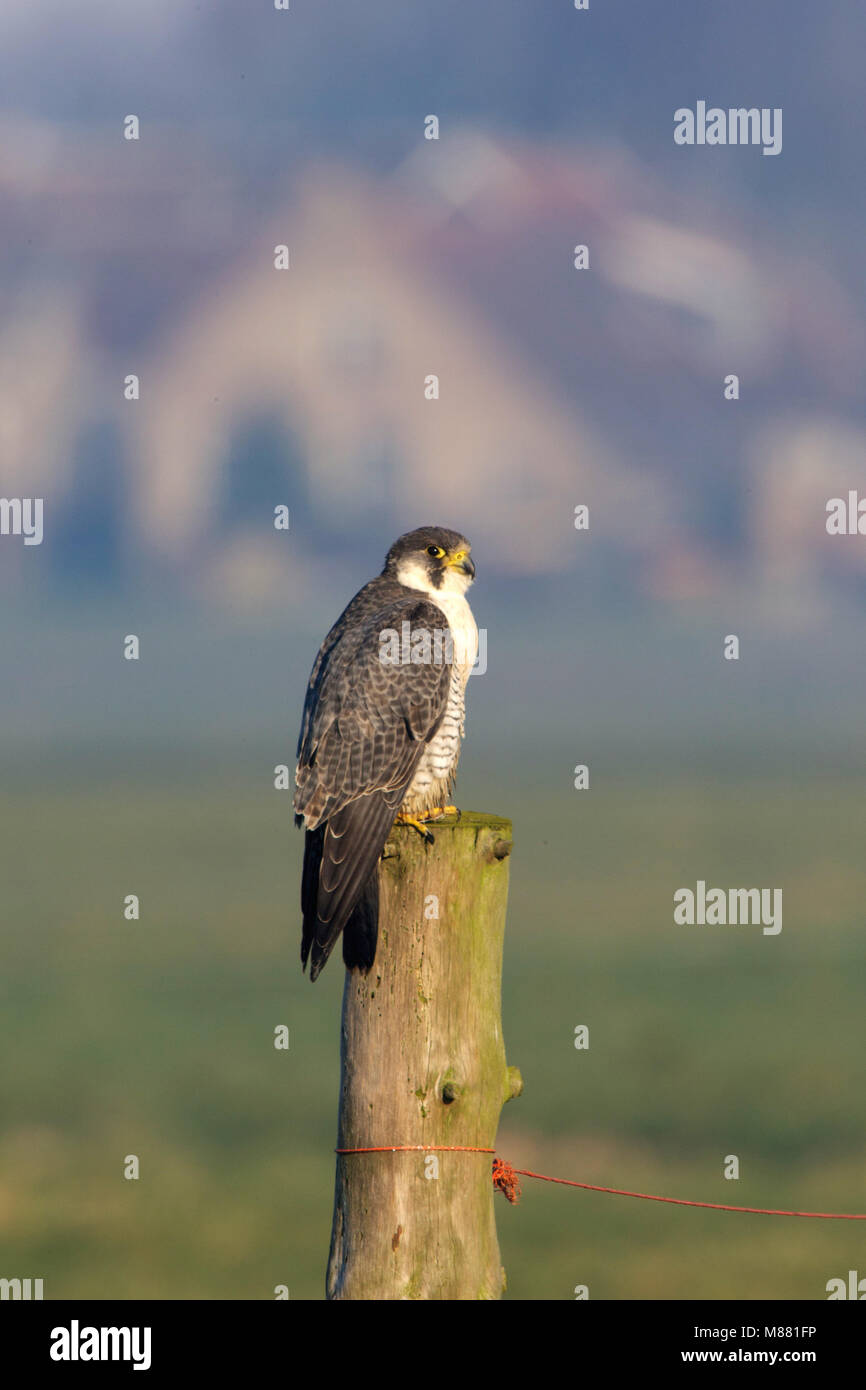 Slechtvalk; Peregrine Falcon (Falco peregrinus) Stock Photo