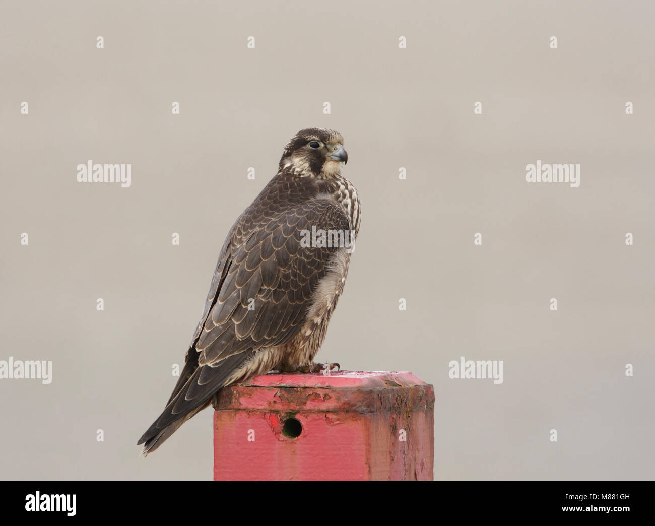 Onvolwassen Slechtvalk ziitend op een paal op het strand van Terschelling; Immature Peregrine Falcon (Falco peregrinus) perched on a pole on a Dutch b Stock Photo