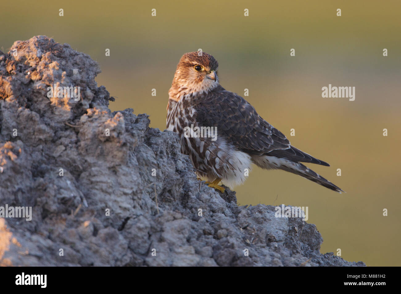 Smelleken; Merlin; Falco columbarius; Stock Photo
