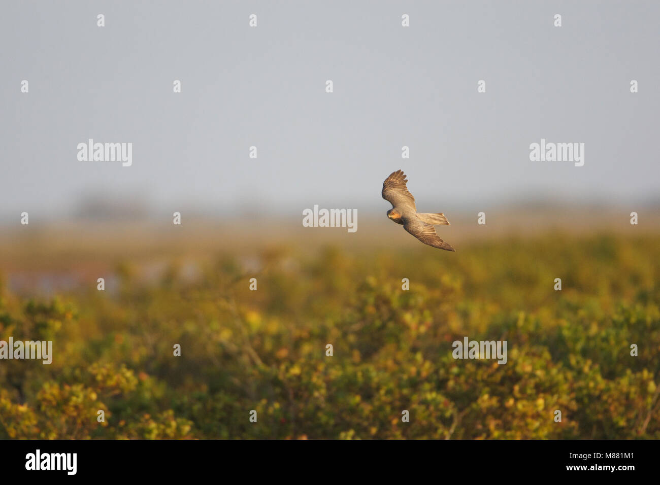 Image by Arie Ouwerkerk Stock Photo