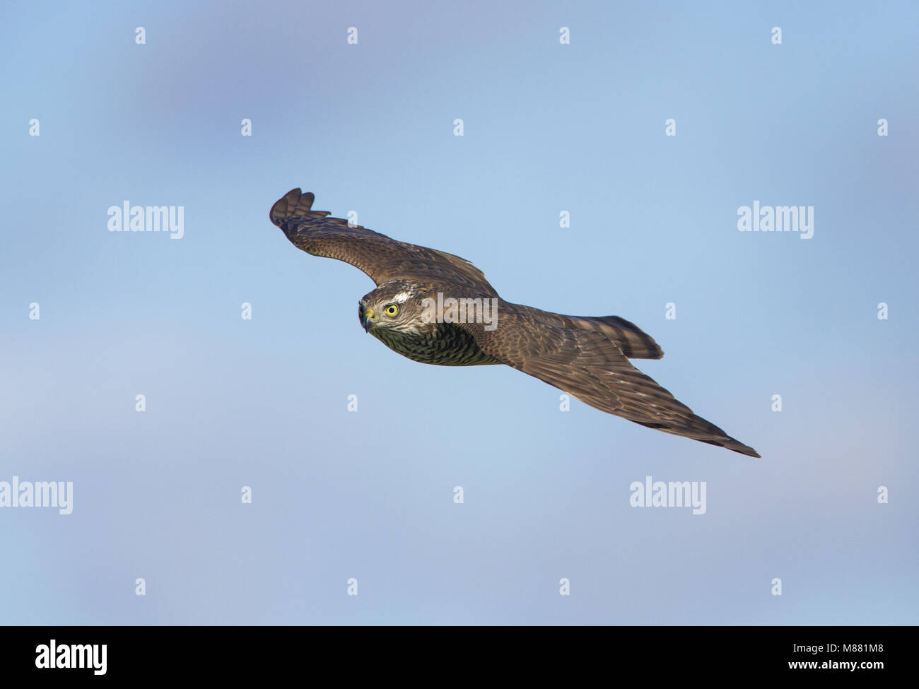 Image by Arie Ouwerkerk Stock Photo