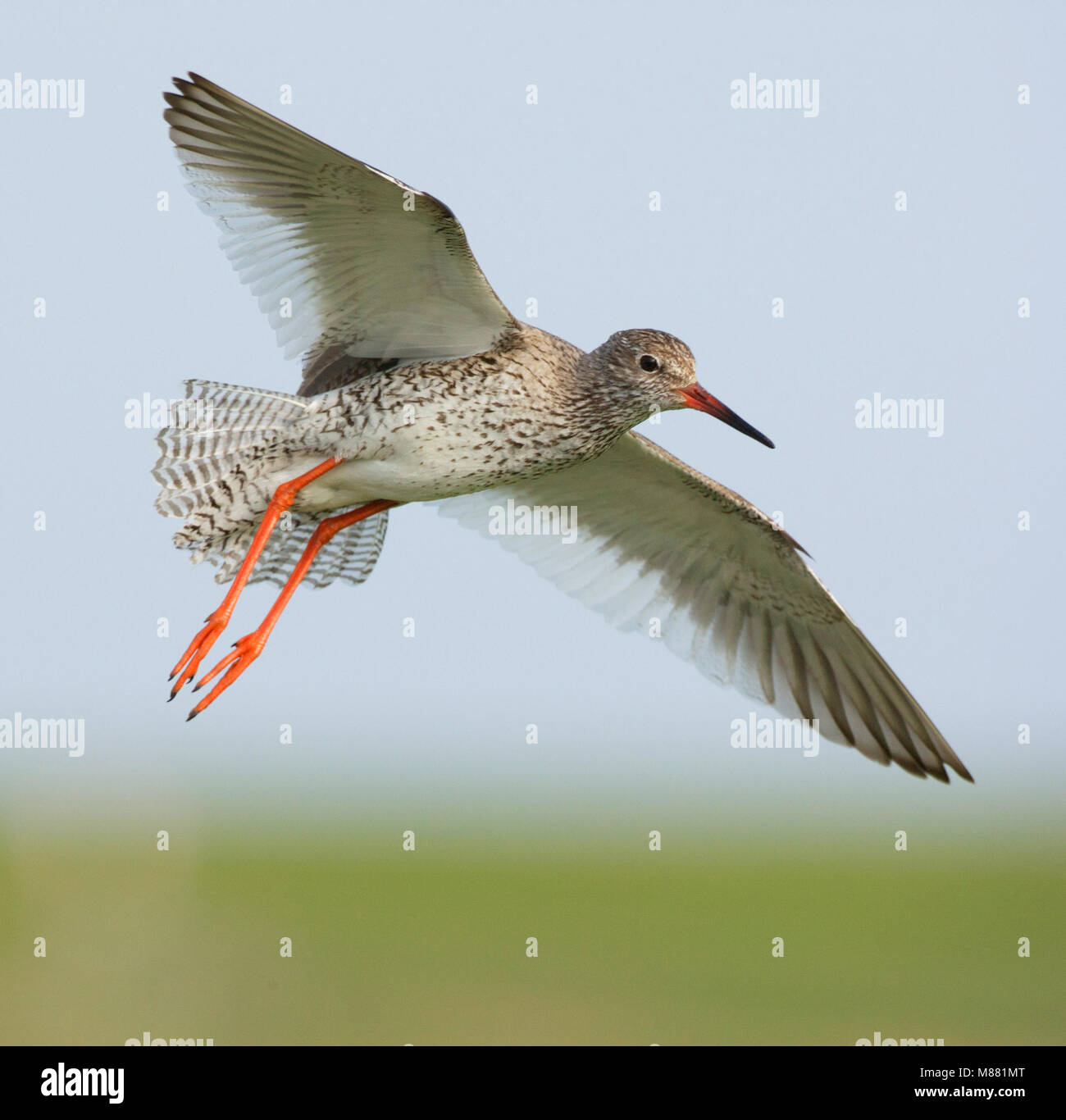 Vliegende Tureluur; Flying Common Redshank (Tringa totanus) Stock Photo