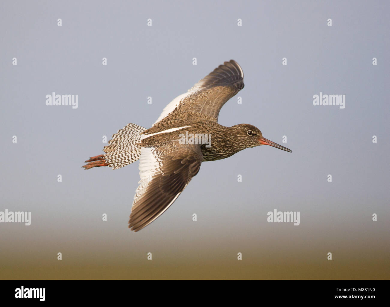 Vliegende Tureluur; Flying Common Redshank (Tringa totanus) Stock Photo