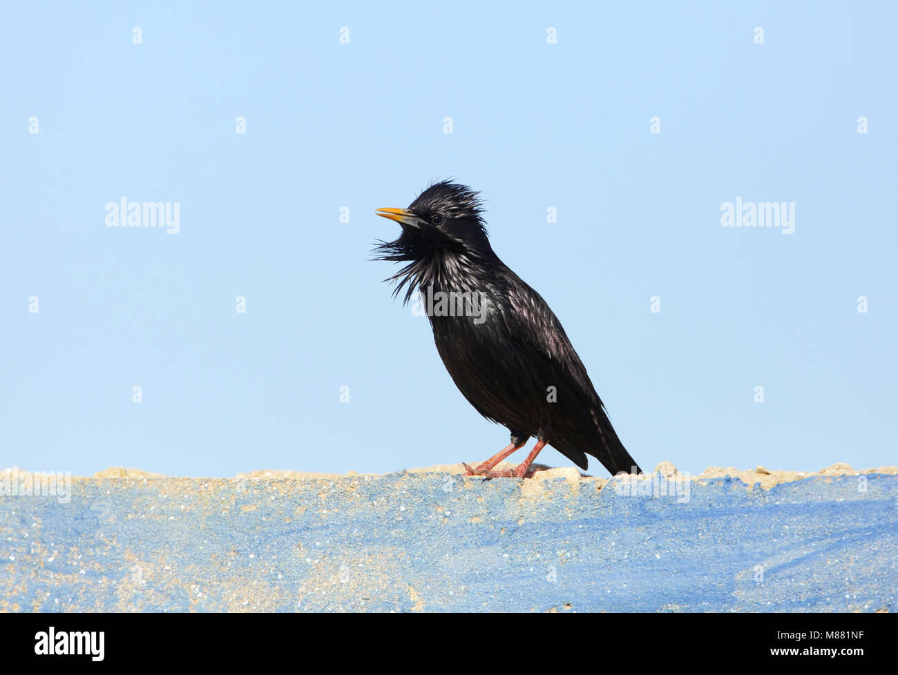 Zingende Zwarte Spreeuw; Singing Spotless Starling (Sturnus unicolor) Stock Photo