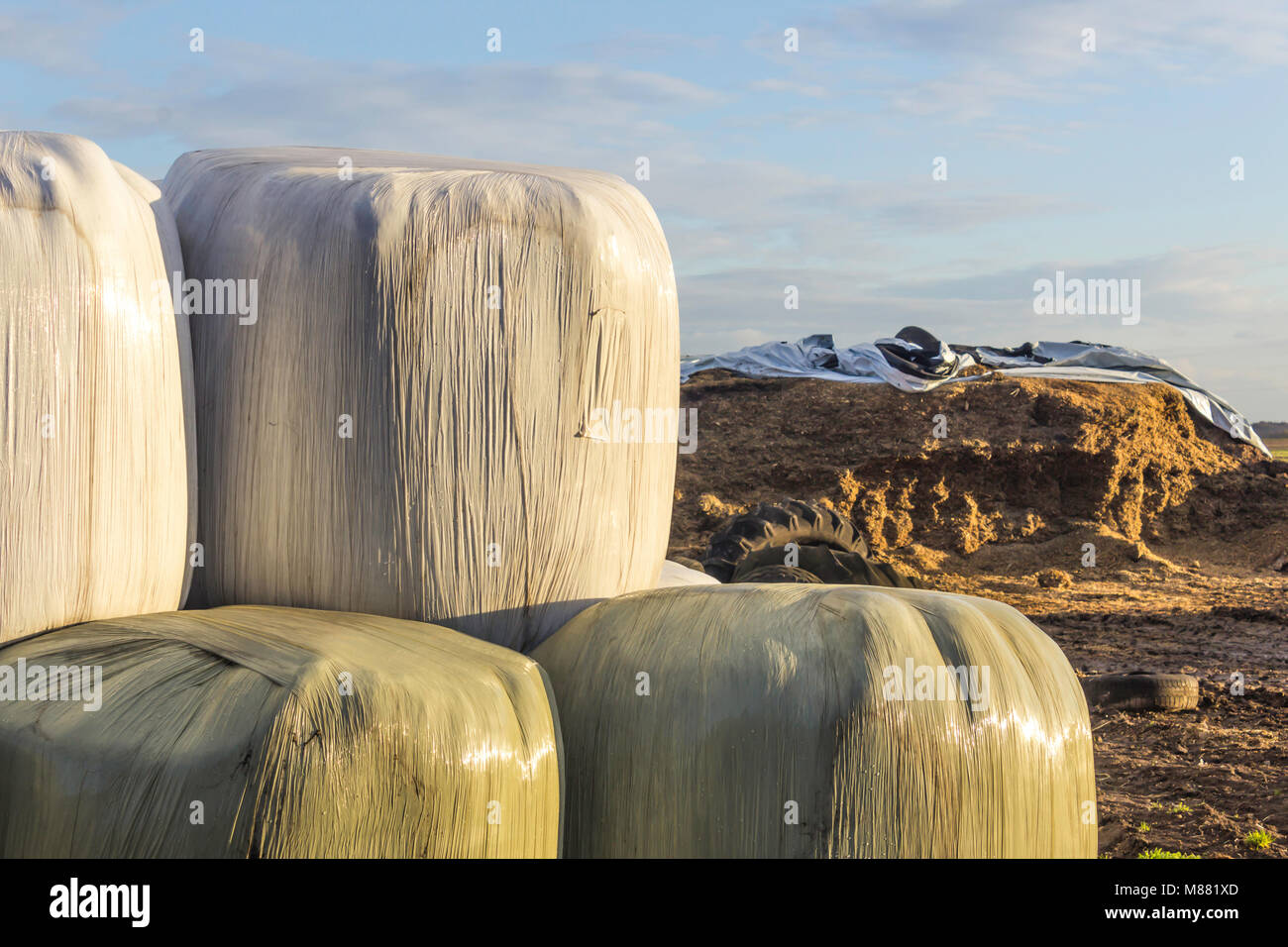 Stacked like a pyramid, round bales of hay and silage wrapped in a white membrane. Food for cows  is stored on the field near the silo.  Dairy farm. Stock Photo