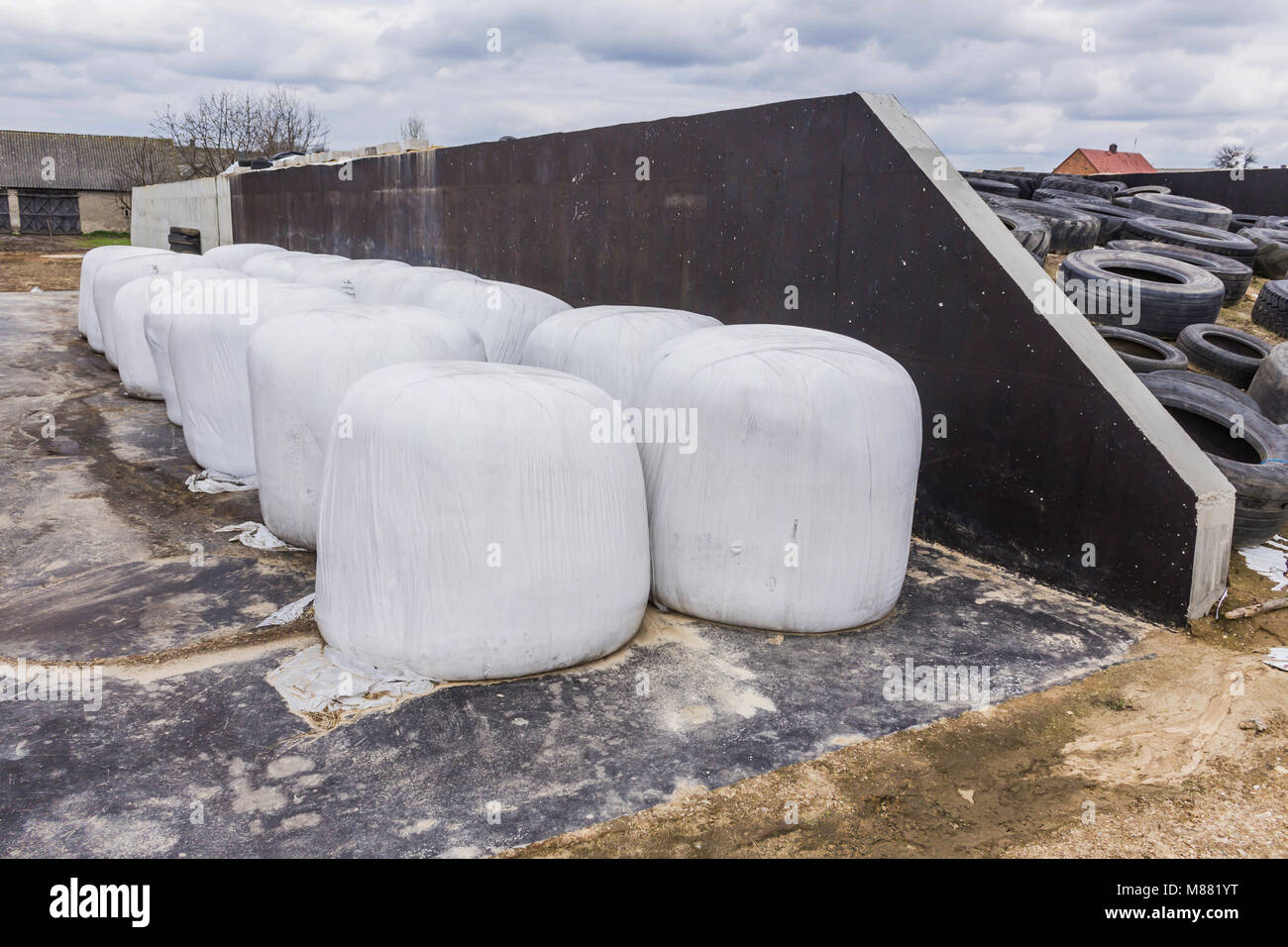 Round bales of hay and silage wrapped in a white membrane. Food for cows in winter is stored  near the silo pit .Dairy farm on Podlasie, Poland. Stock Photo