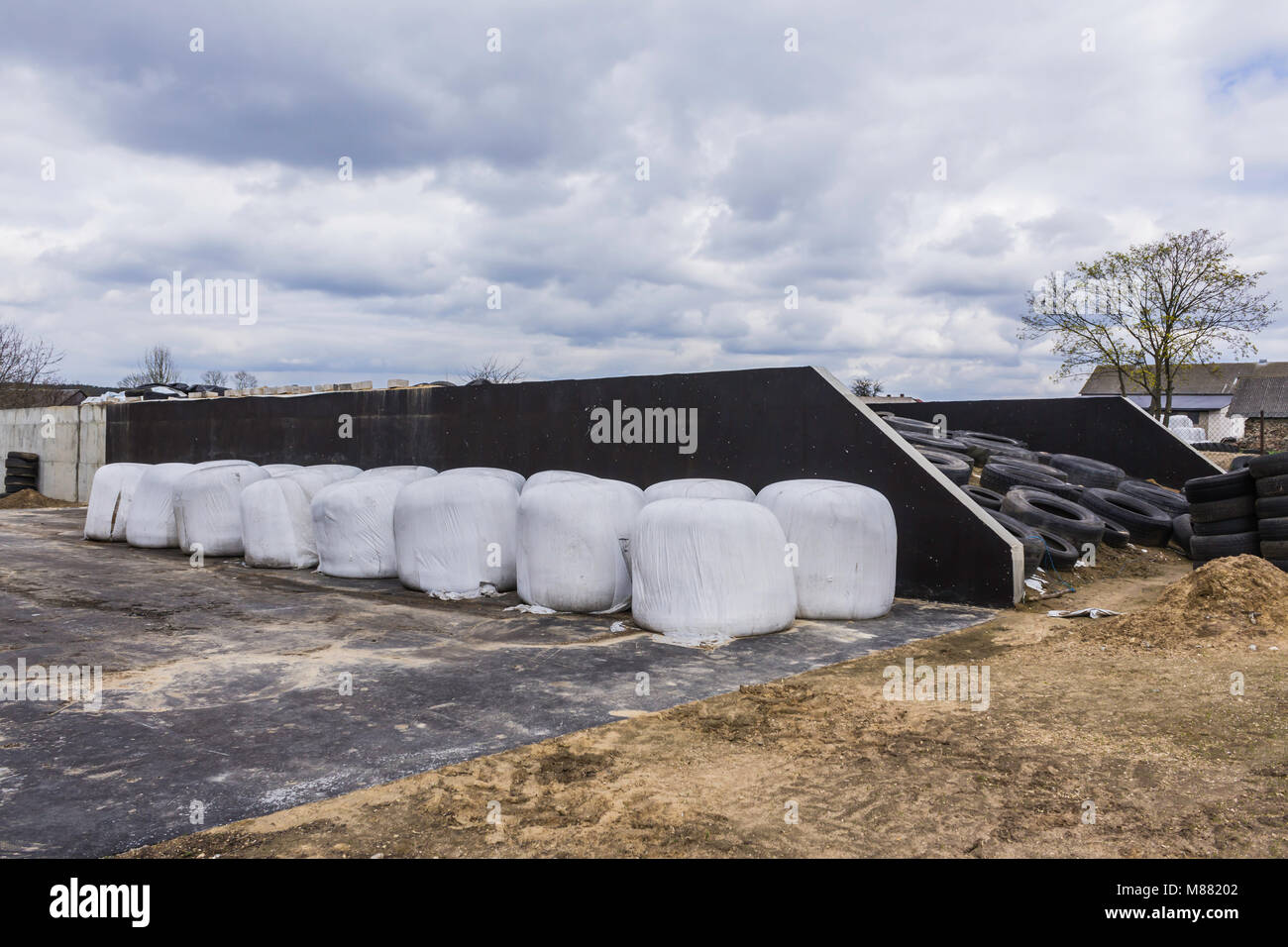 Round bales of hay and silage wrapped in a white membrane. Food for cows in winter is stored  near the silo pit .Dairy farm on Podlasie, Poland. Stock Photo
