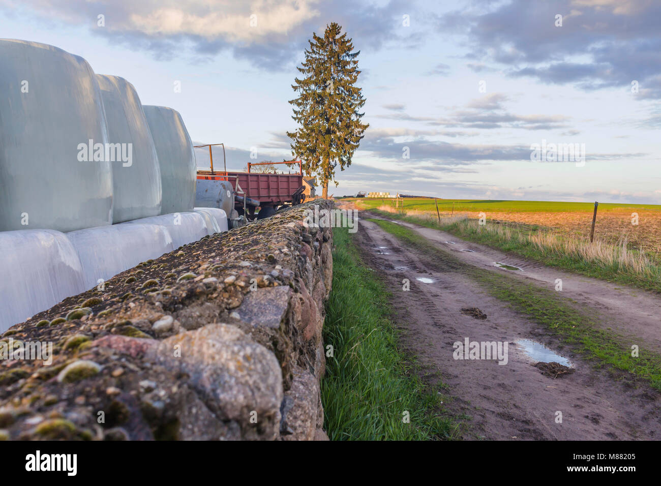 Stacked like a pyramid,bales of hay and silage wrapped in membrane.Food for cows is stored near the stone wall.Field,road and spruce in perspective. Stock Photo