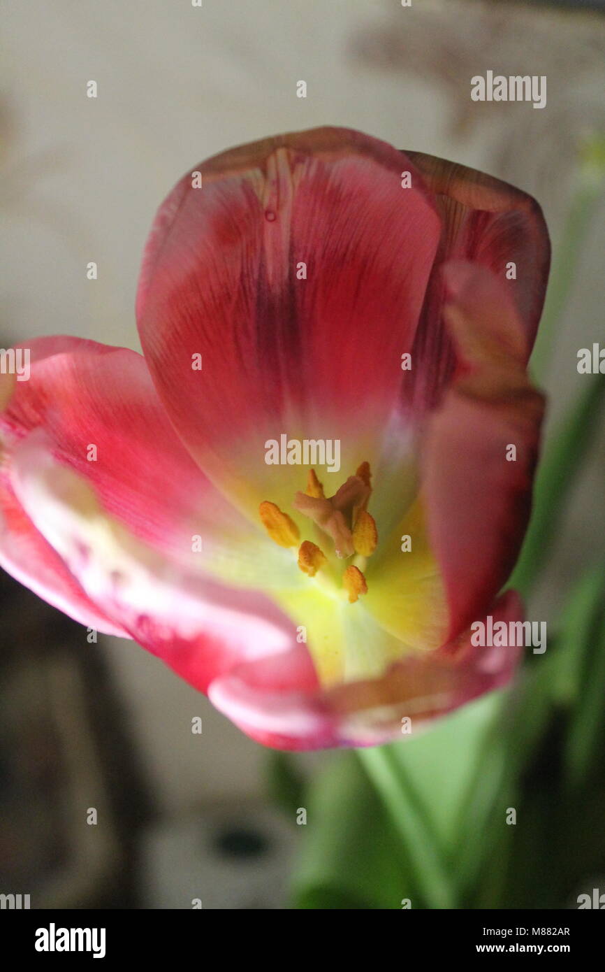 Blossom symbol hi-res stock photography and images - Alamy