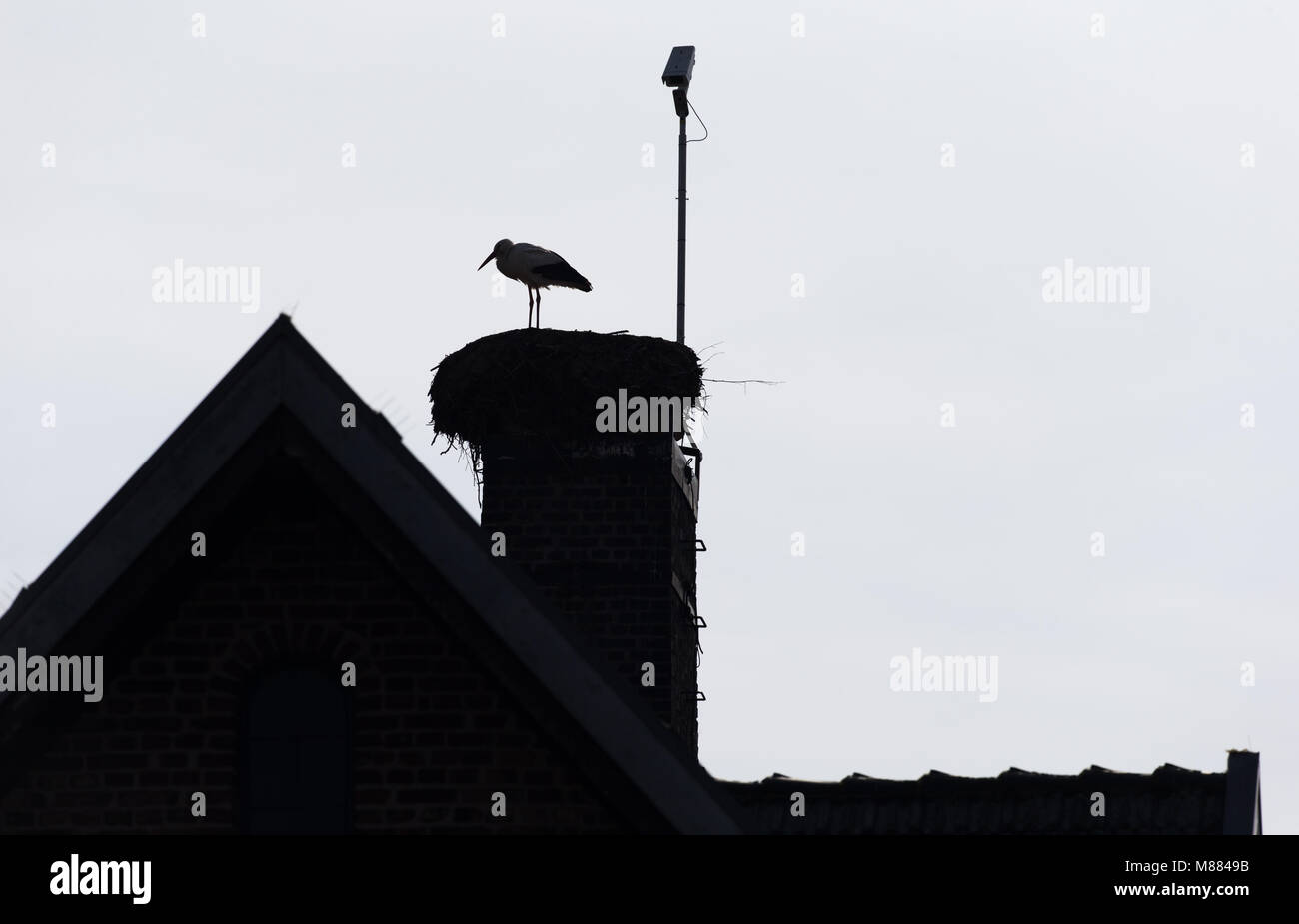 15 March 2018, Germany, Hille (Minden-Luebbecke): A white stork standing in a nest on the chimney of a house. Photo: Friso Gentsch/dpa Stock Photo