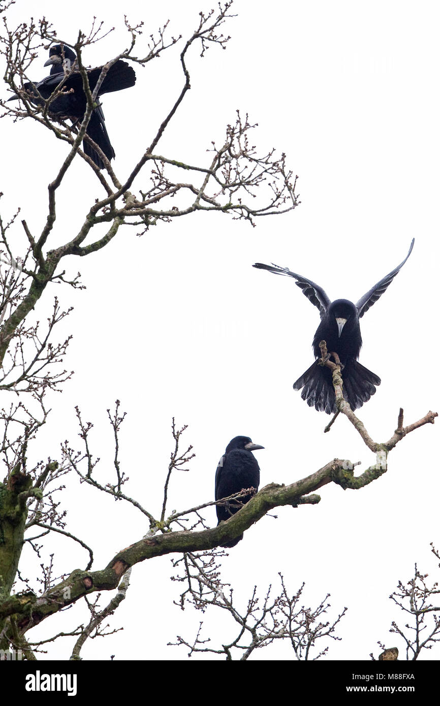 Crow branch flapping hi-res stock photography and images - Alamy