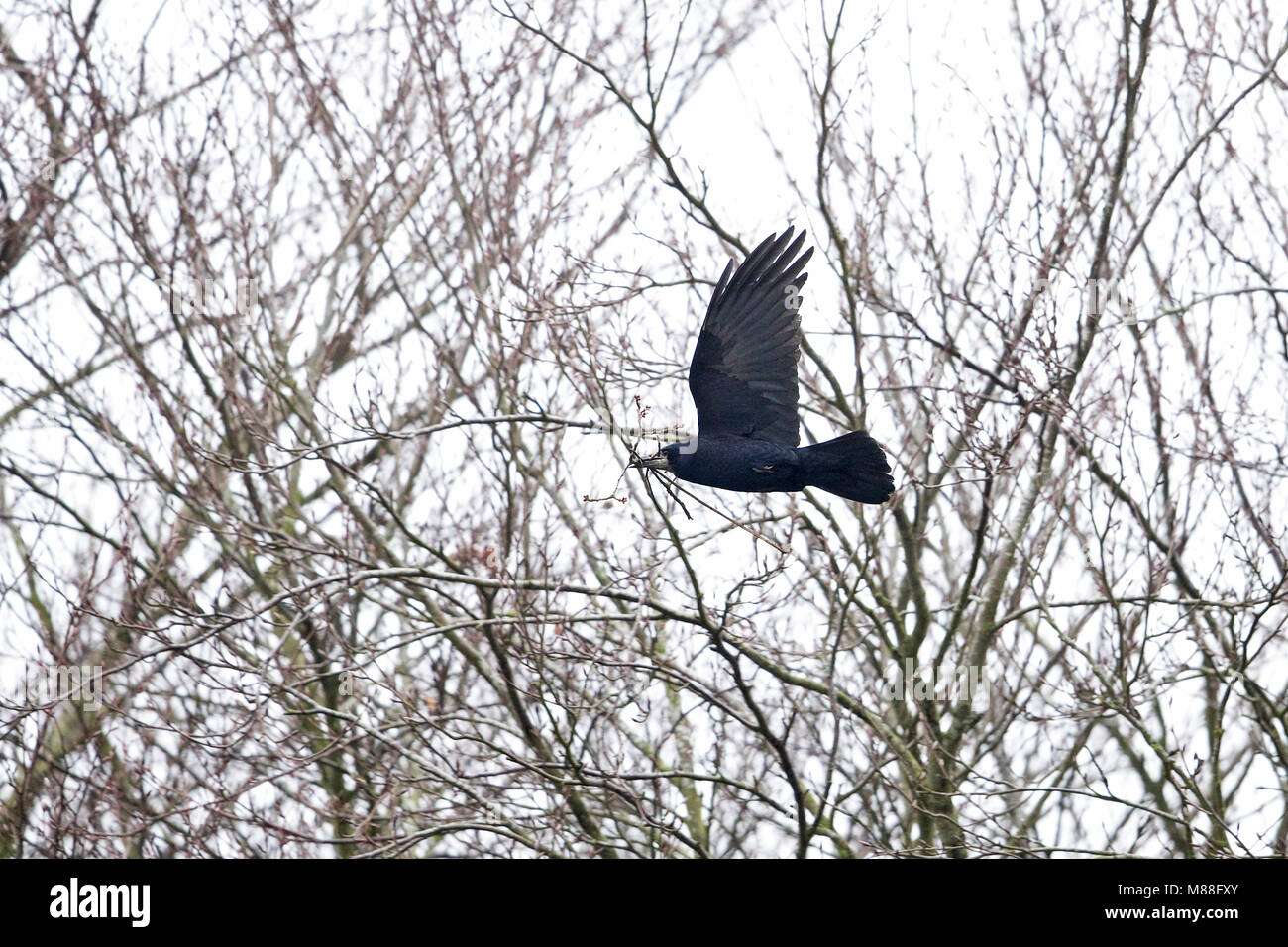 Rook (Corvus frugilegus) Stock Photo