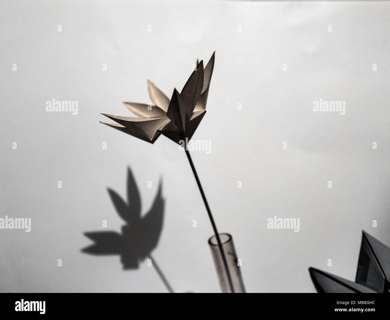 Origami paper white flower studio macro closeup Stock Photo Alamy