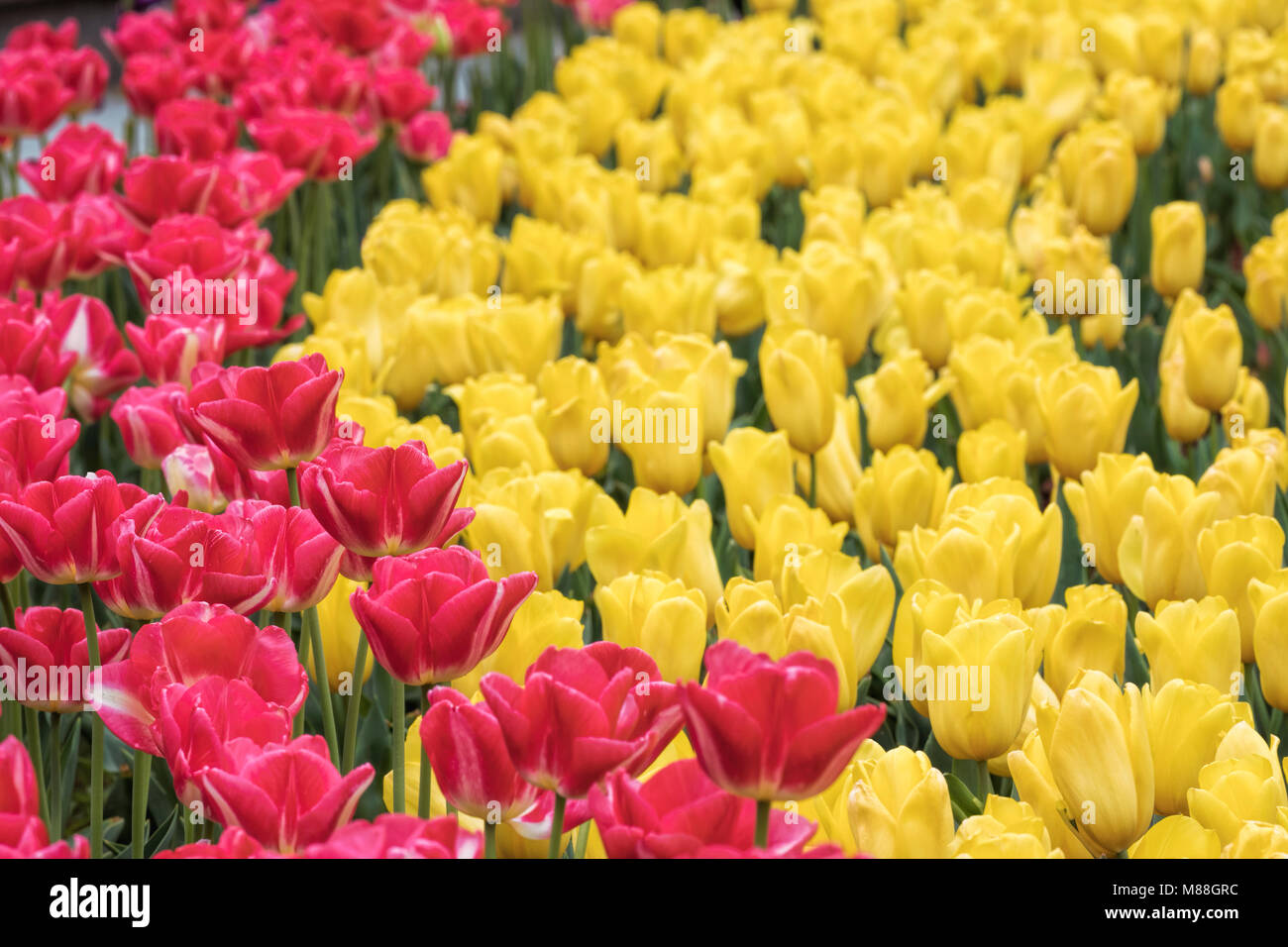 Close up of a field of beautiful pink and yellow tulips Stock Photo