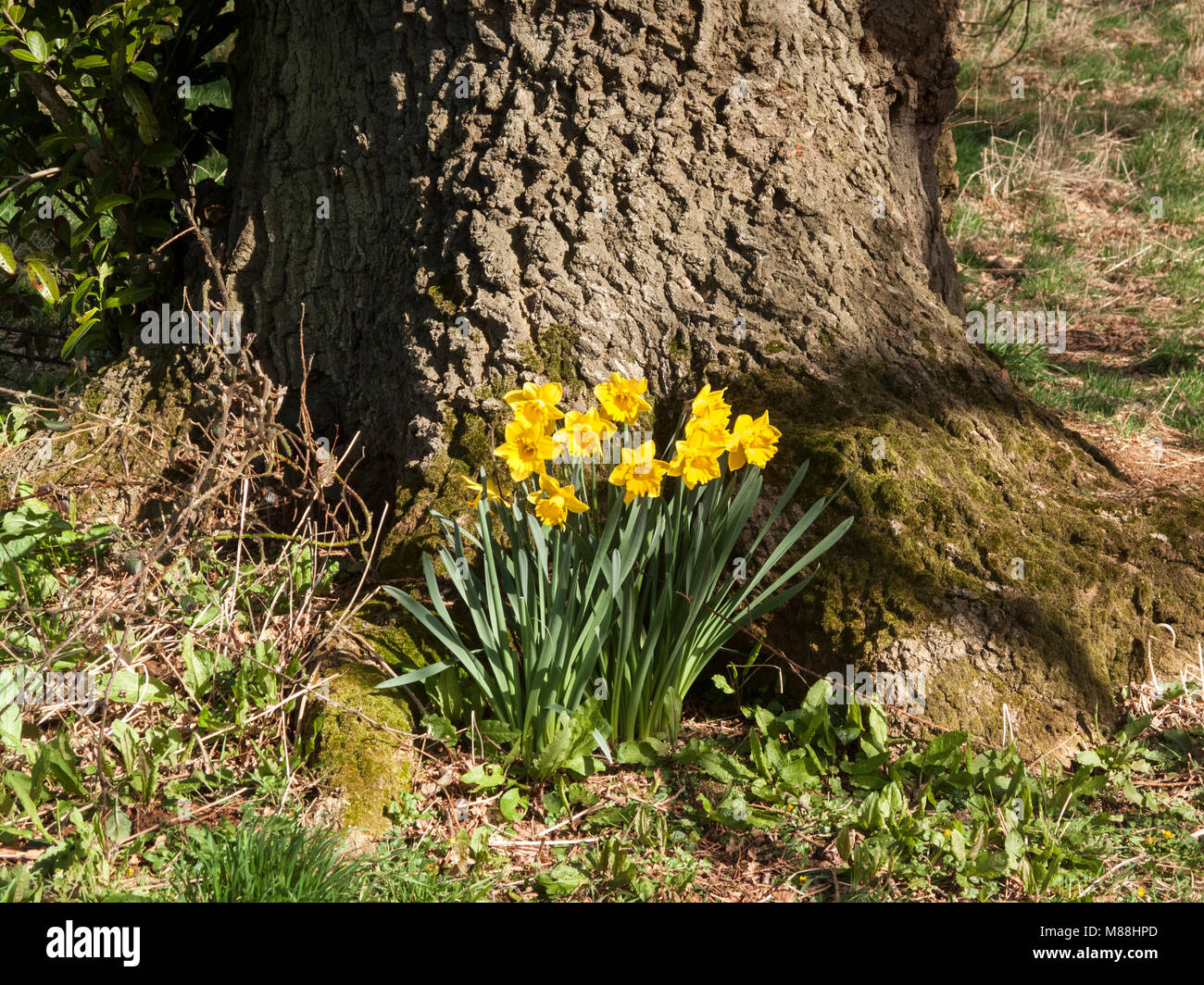 Roots of daffodils hires stock photography and images Alamy