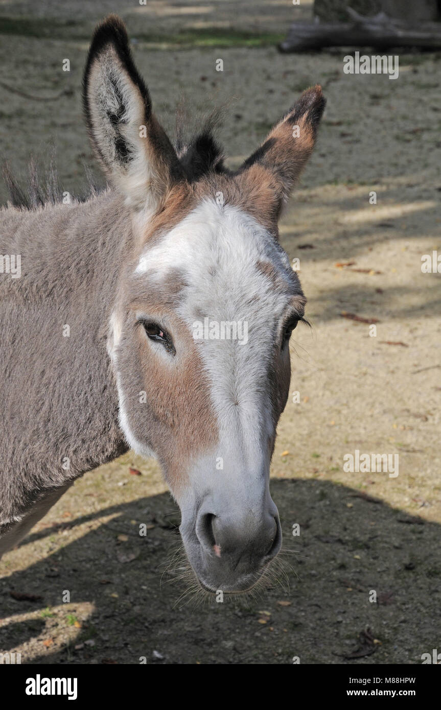 portrait of a donkey Stock Photo - Alamy