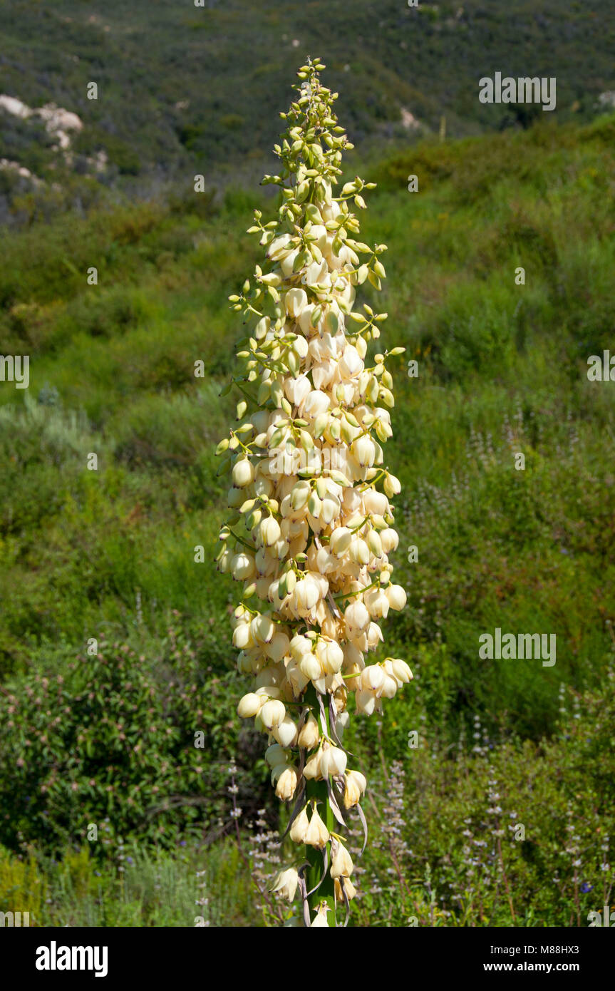 Yucca in bloom, Cleveland National Forest, California Stock Photo Alamy
