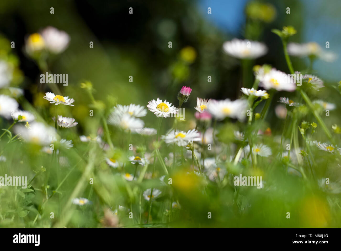 Daisies (Bellis perennis) in a field Stock Photo