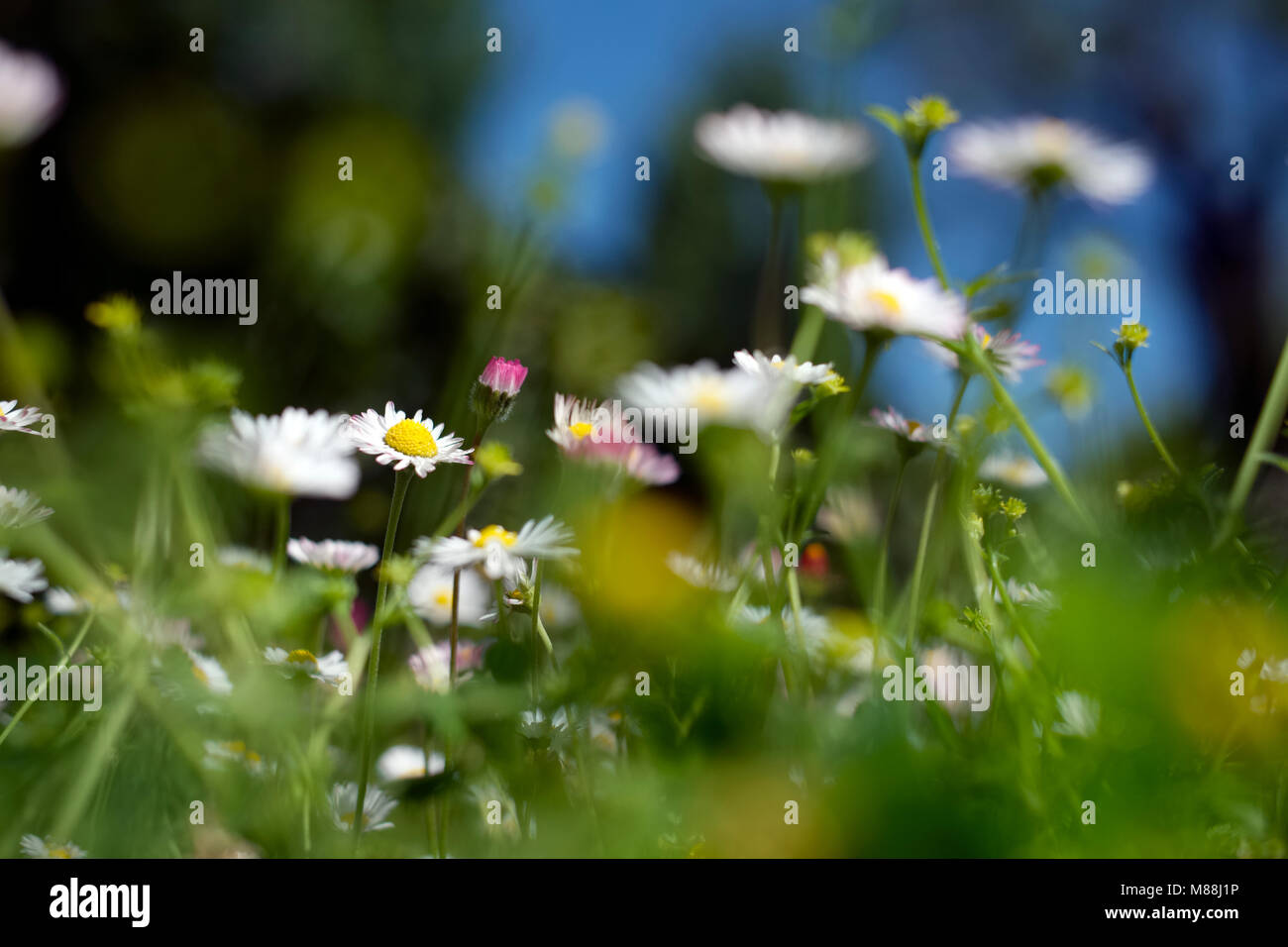 Daisies (Bellis perennis) in a field Stock Photo