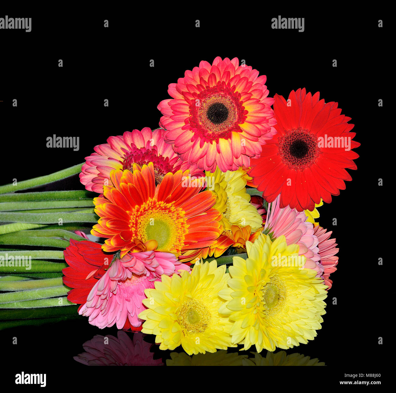 Beautiful bouquet of different colorful gerberas close up on a black background isolated with reflection and copy space for text. Concept of festive o Stock Photo