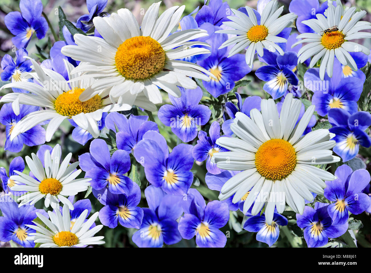 Beautiful fresh white chamomiles close up among blue violets - blossoming spring or summer floral background, little insect sit at one of daisies, bri Stock Photo