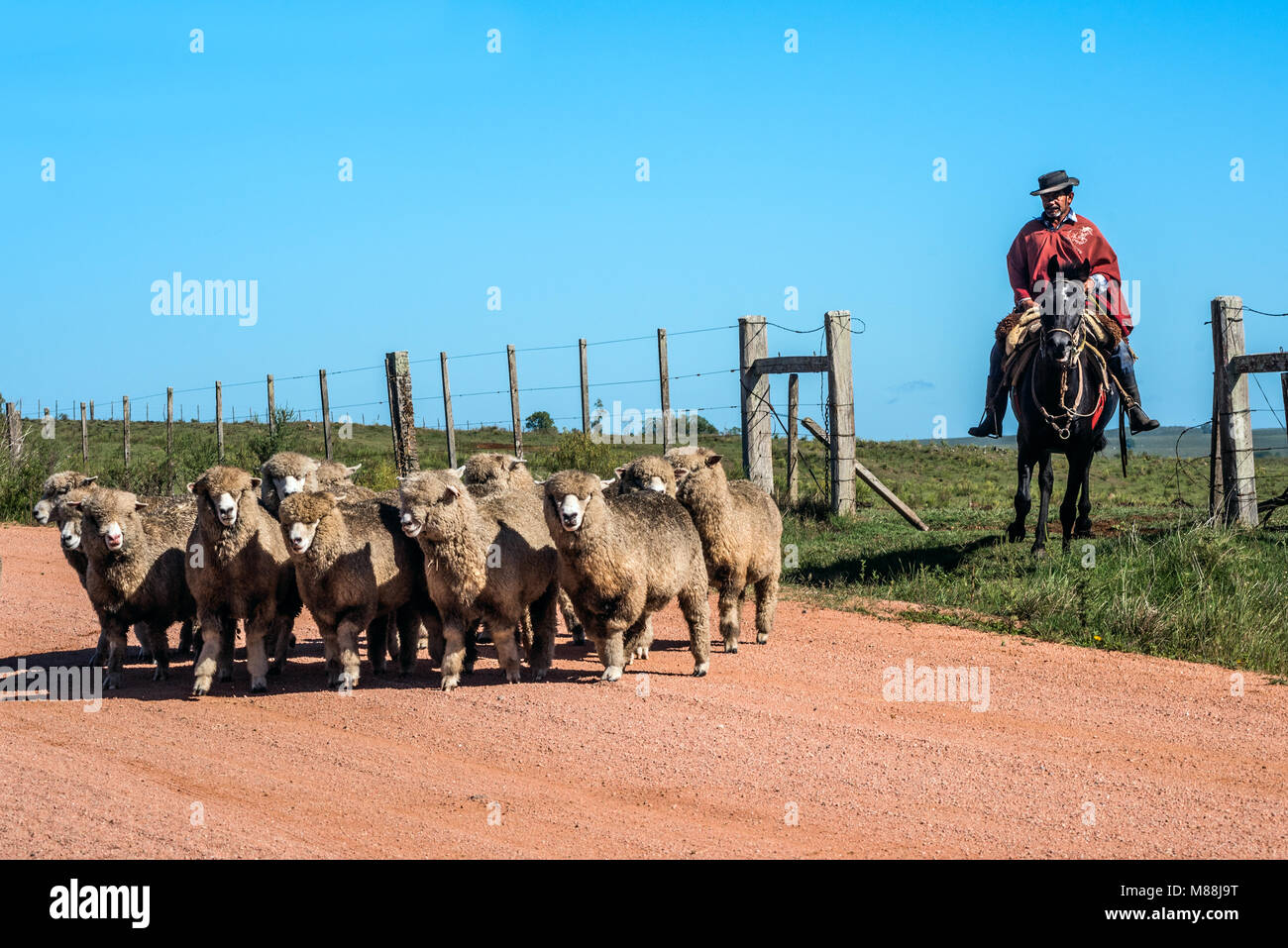 Cuchilla del Ombu, Tacuarembo, Uruguay - March 12, 2018: Gaucho (South American cowboy) collect the herd and drive it into the corral. Gaucho is a res Stock Photo
