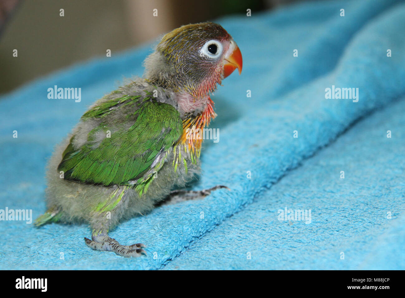 Baby Lovebird Chick Stock Photos - Free \u0026 Royalty-Free Stock Photos from  Dreamstime, image size:1300x956
