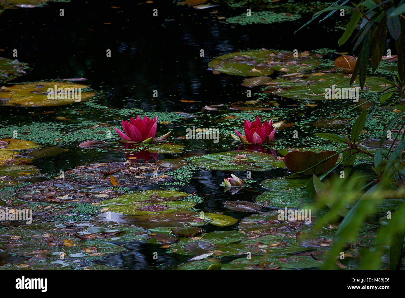 Flowering Water Lilies Stock Photo