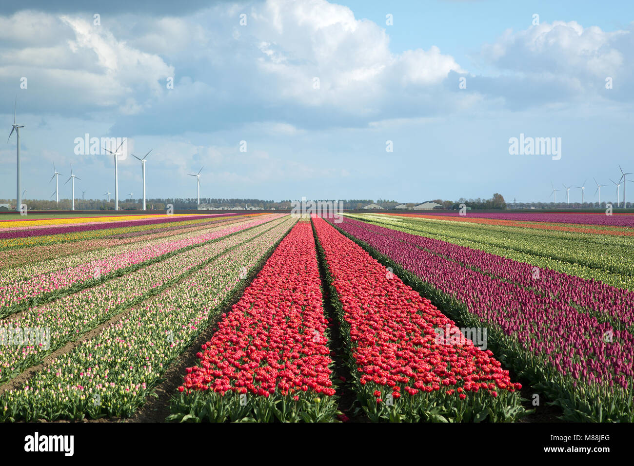 Tulip field in the Netherlands, Holland, Keukenhof, Floriade Stock Photo