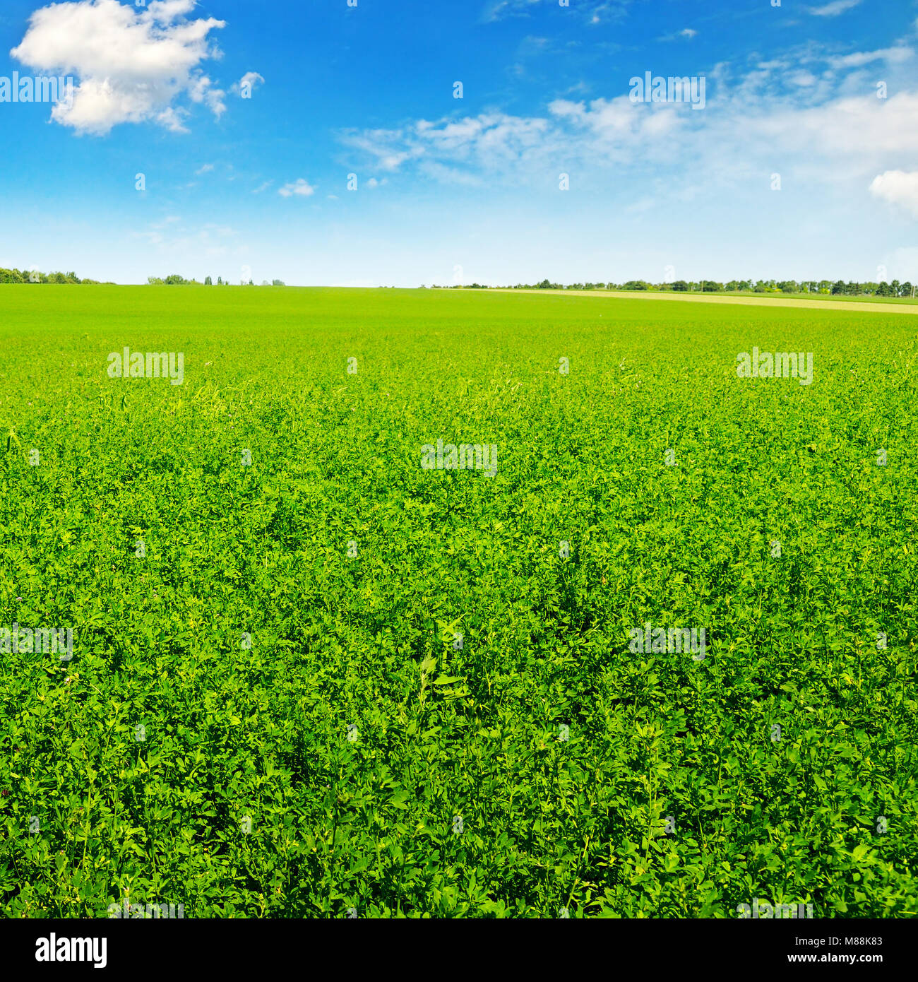 green field and blue sky with light clouds Stock Photo - Alamy