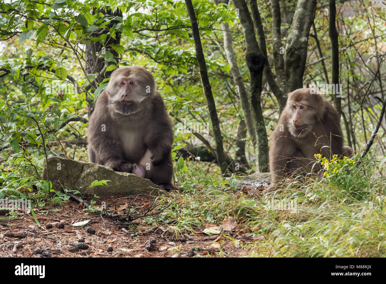 Pair of Stump-tailed macaque monkeys in the woods, Huangshan National ...