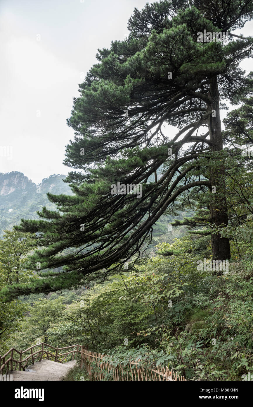 Wind-shaped pine tree and staircase, Huangshan National Park, Anhui, China Stock Photo