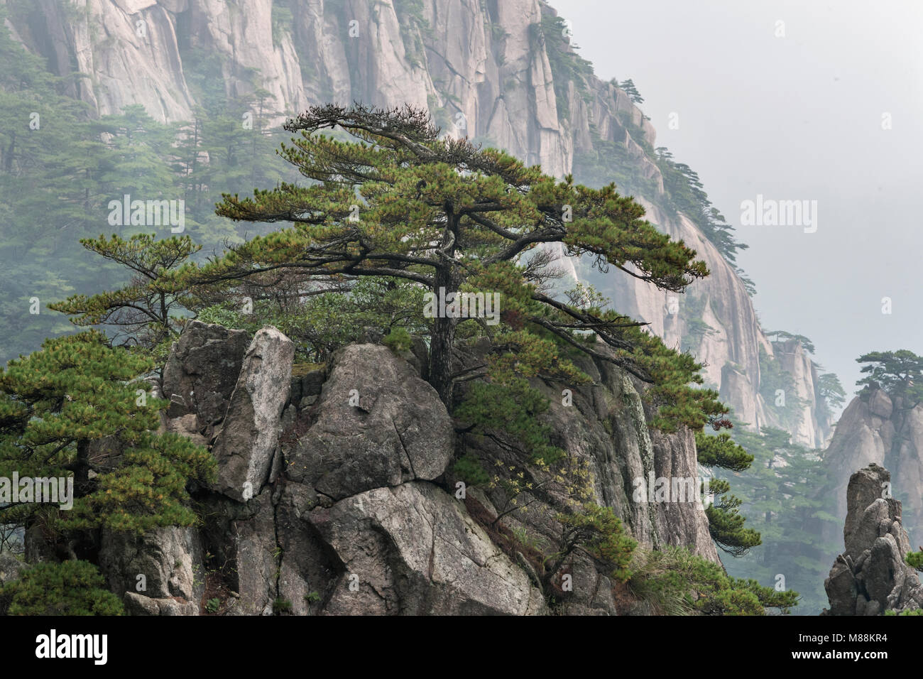 Huangshan pines (Pinus hwangshanensis) and granite cliffs, Huangshan Mountains, China Stock Photo