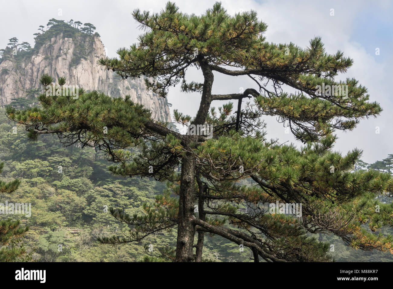 Huangshan pine (Pinus hwangshanensis) in the Yellow Mountains (Huangshan Mountains), China Stock Photo