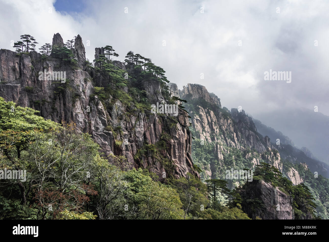 Granite cliffs, pines (Pinus hwangshanensis) and rhododendrons, Huangshan Mountains, China Stock Photo