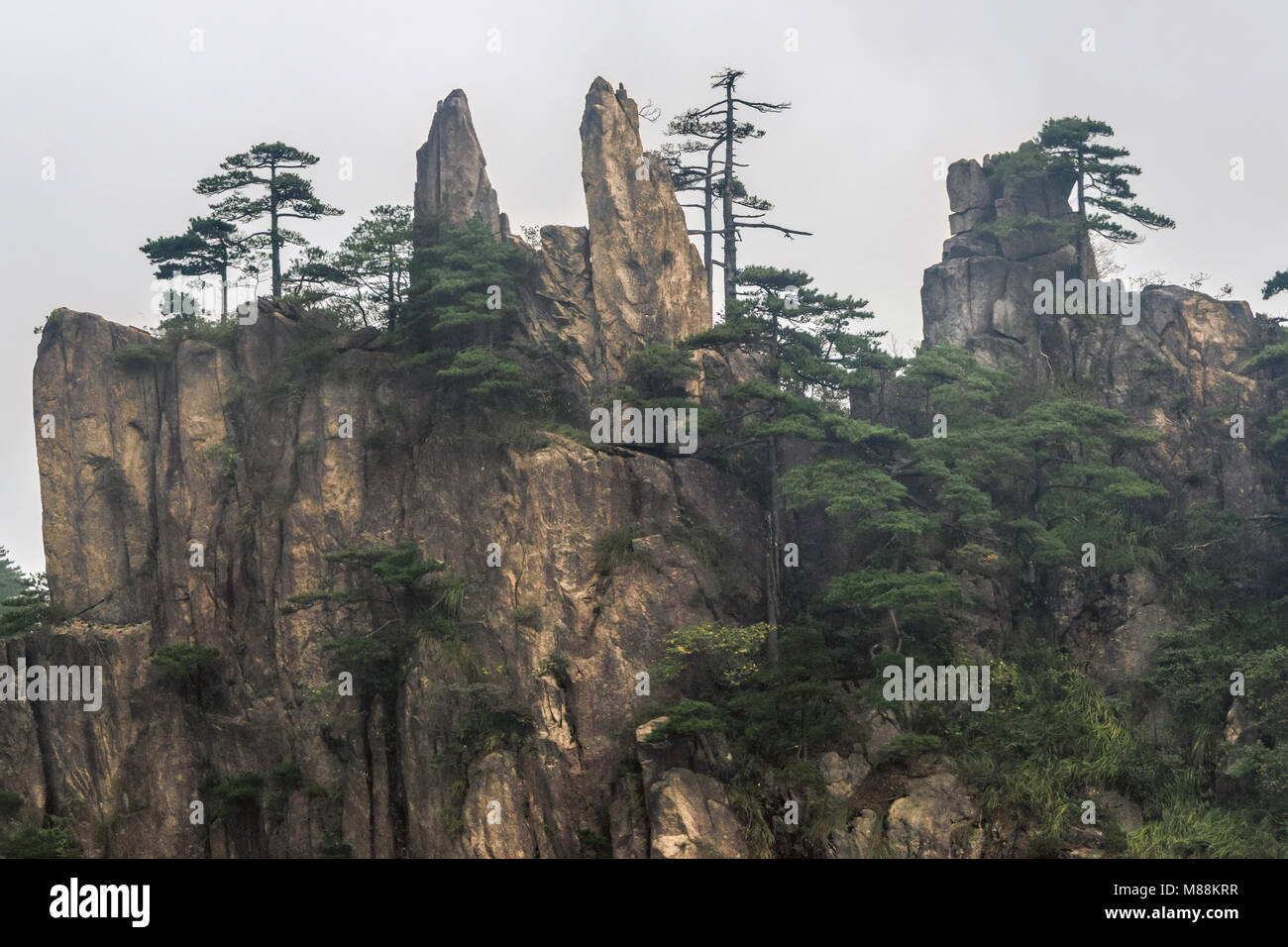 Granite cliffs and Huangshan pines (Pinus hwangshanensis), Huangshan Mountains, China Stock Photo